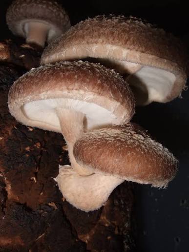 麦角硫因